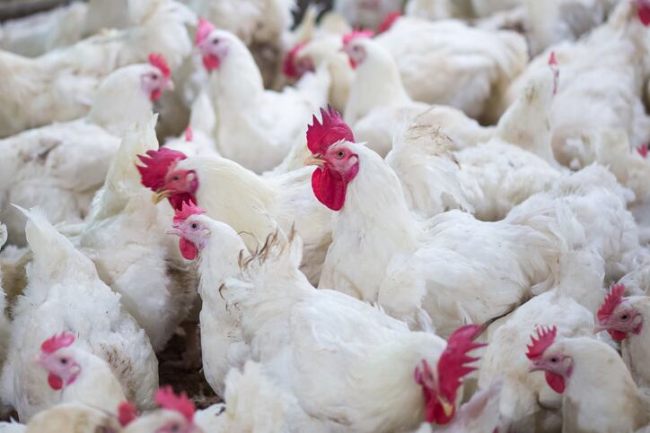 v-mannanase-feed-additive-may-boost-broiler-microbiota-diversity.jpg