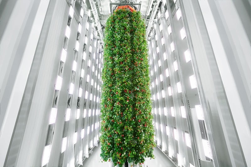 US vertical farmer Plenty to expand in the Middle East