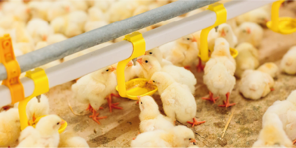 Chicks-compound-animal-feed.png
