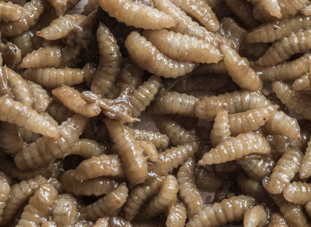larvae-bsf-agriprotein.jpg
