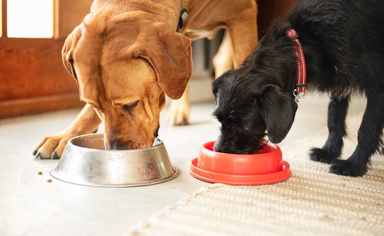 Hill-s-Pet-Nutrition-champions-insect-protein.jpg