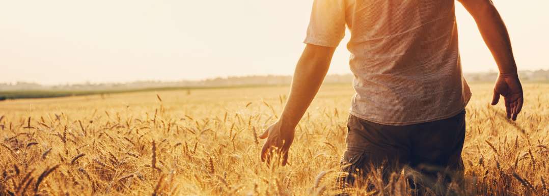 Insights-into-the-mycotoxin-landscape-2023-harvest-season.jpg
