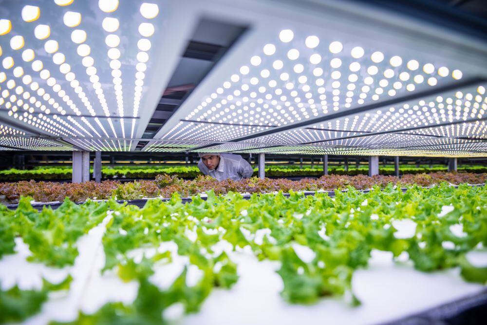 YesHealth Group expands vertical farming footprint in Taiwan with new large-scale facility.