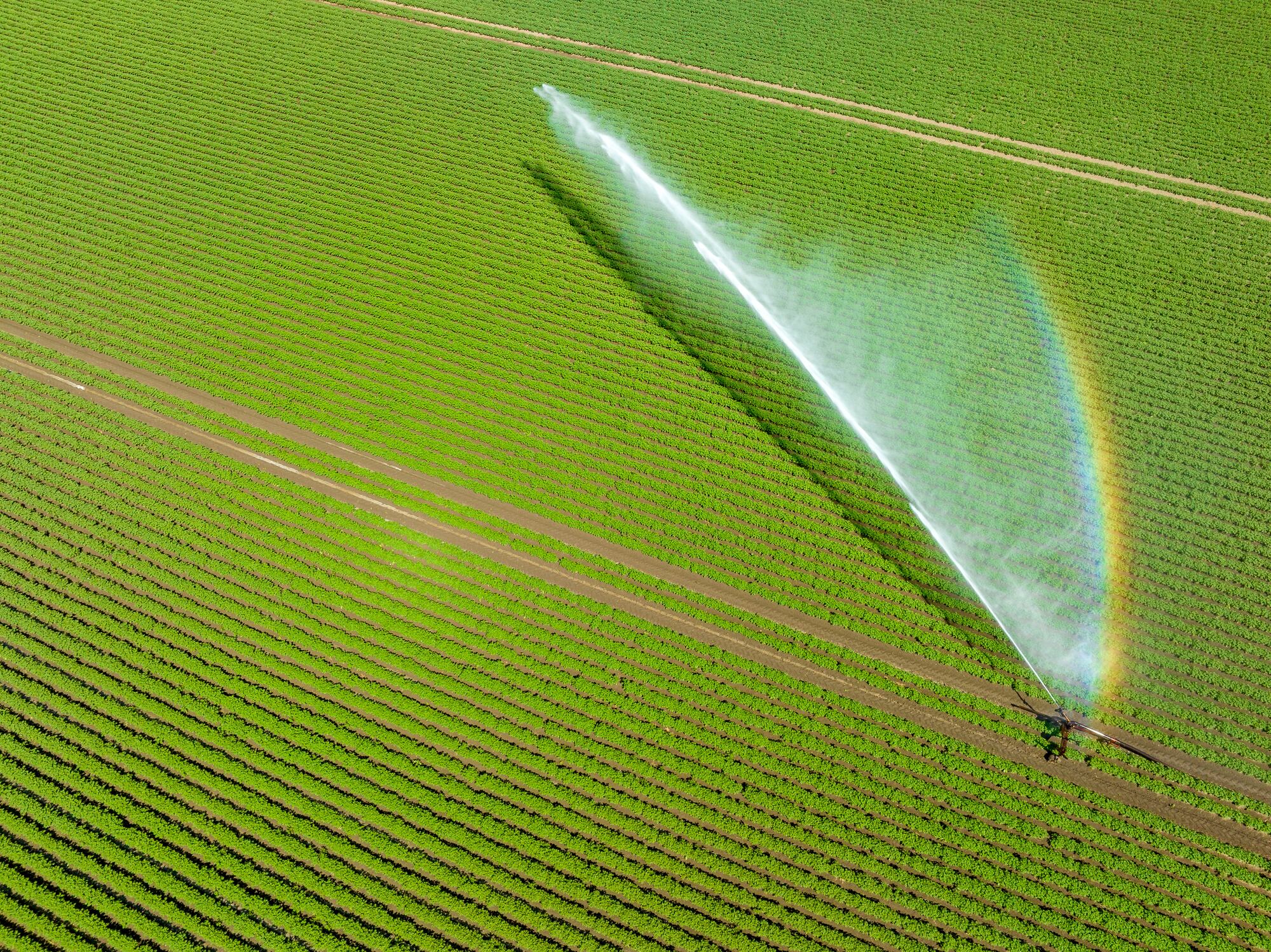 EU biopesticide reform gains momentum as crop protection groups unite to demand fast-track regulation