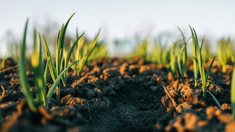 A field with freshly planted crops