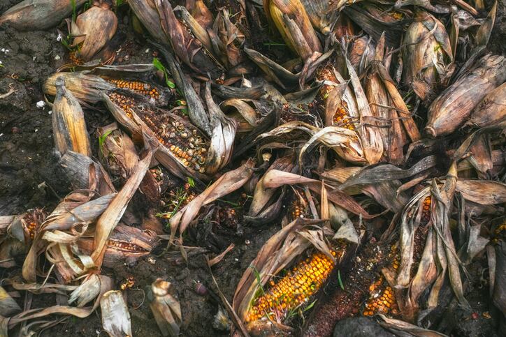 Canada-Prevention-and-mitigation-of-DON-corn-contamination.jpg