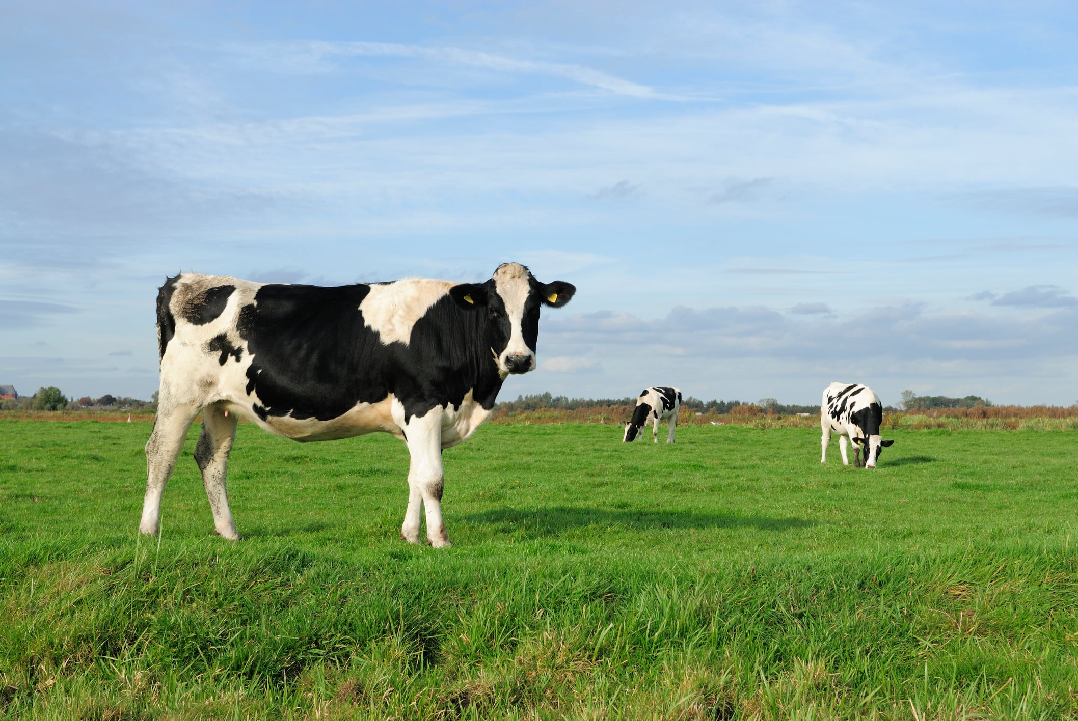 From emissions to exhalomics: GreenFeed unlocks rumen health insights