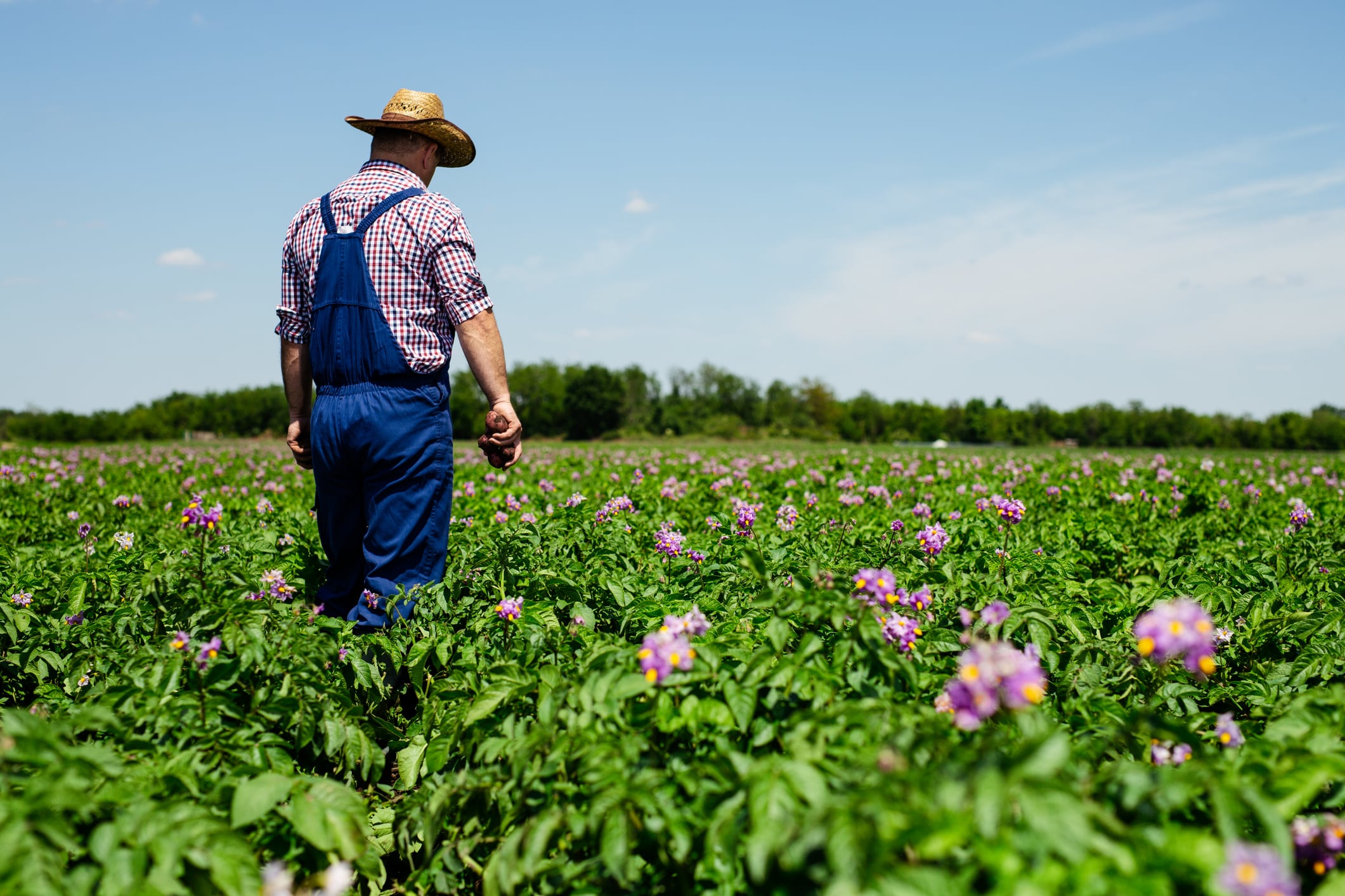 With more than 1,500 farmers now involved and hundreds of thousands of acres under management, the PepsiCo/Fertiberia partnership offers one of the most significant real‑world tests yet of whether green fertiliser can move from niche innovation to mainstream agricultural input.