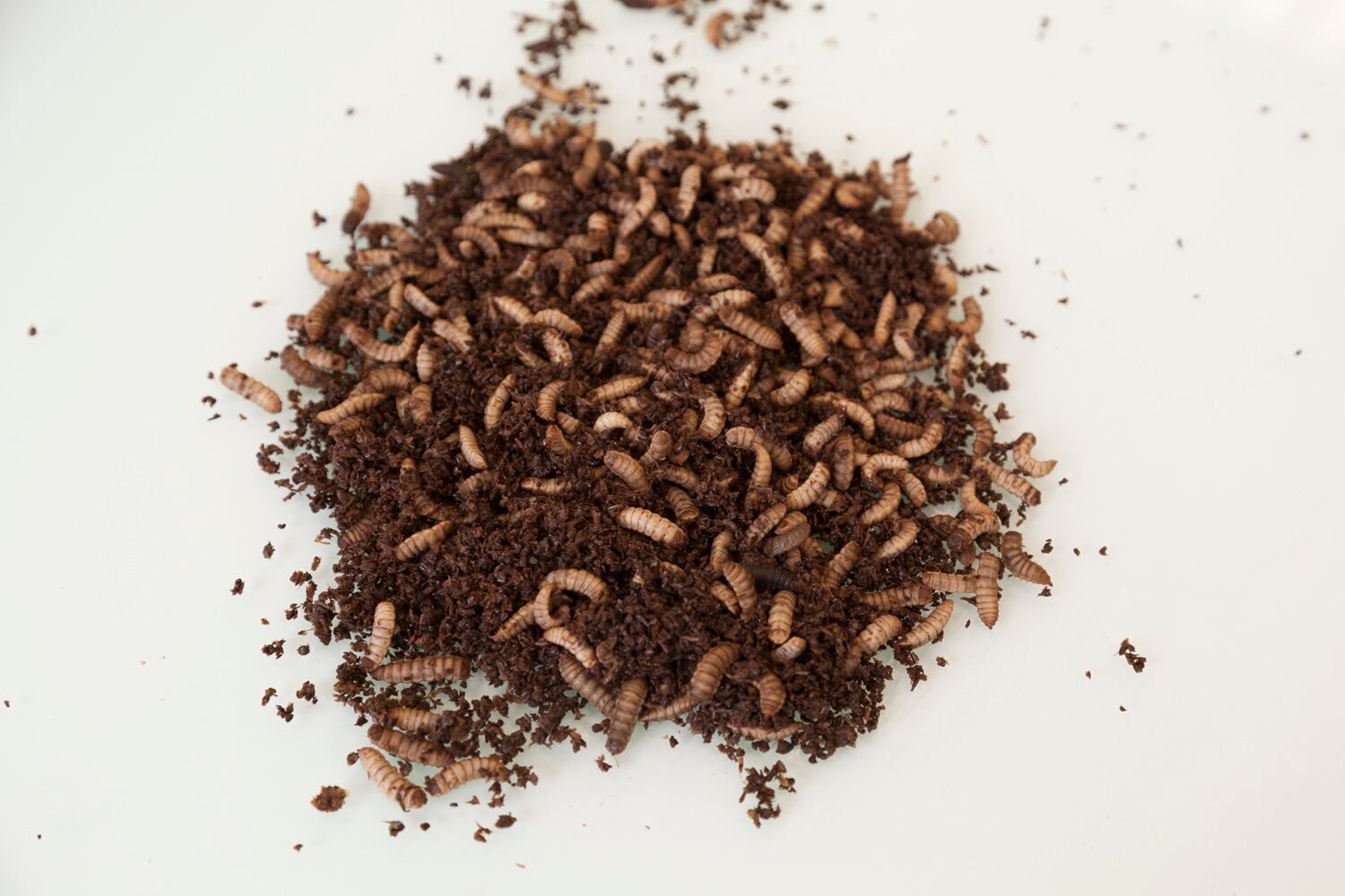bsf-larvae.jpg