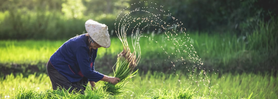 Building-resilient-agricultural-systems-in-APAC-and-supporting-rice-farmers.jpg