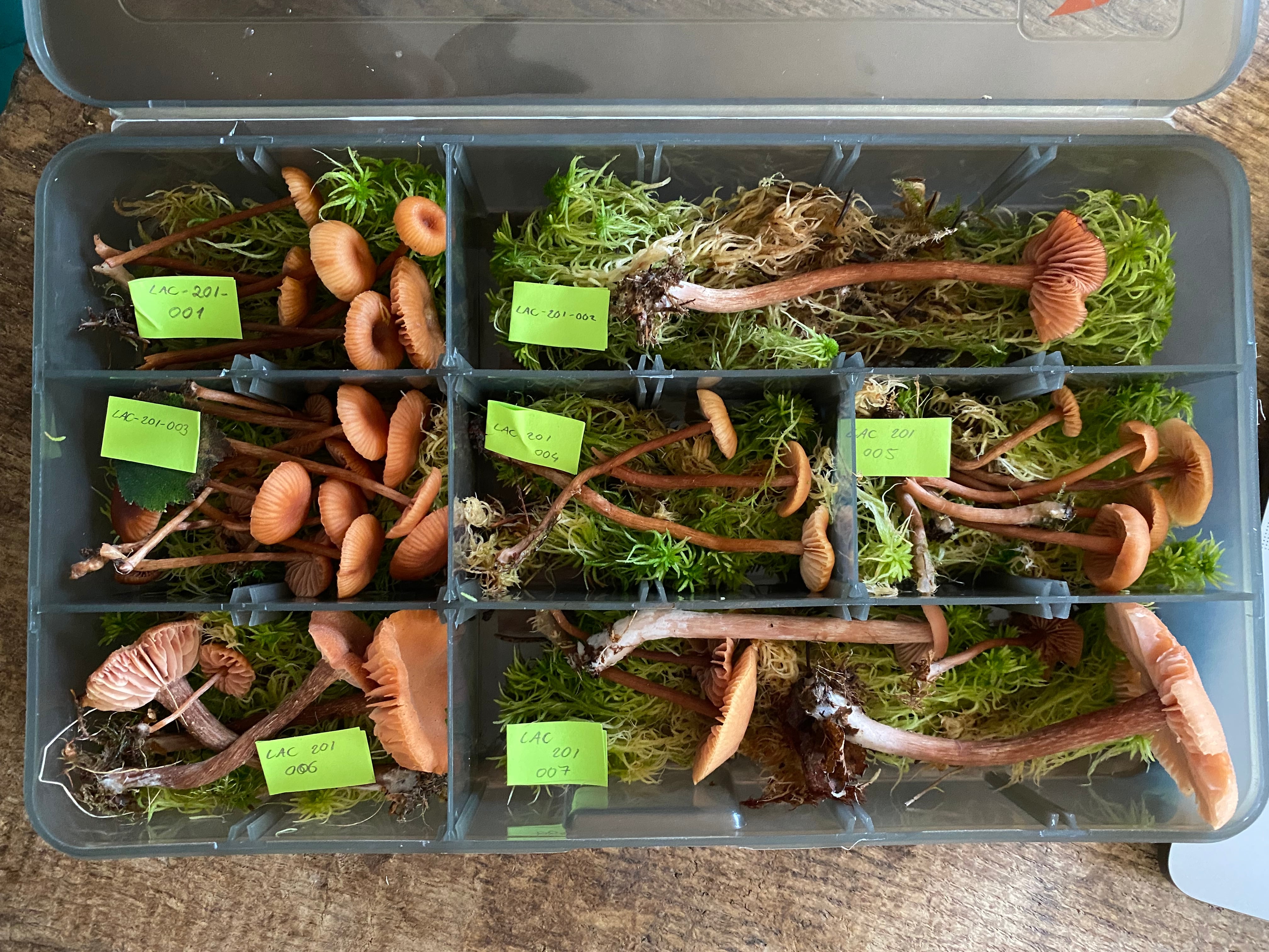 Rhizocore uses a mixture of ectomycorrhizal fungi, including Laccaria, to improve seedling establishment.