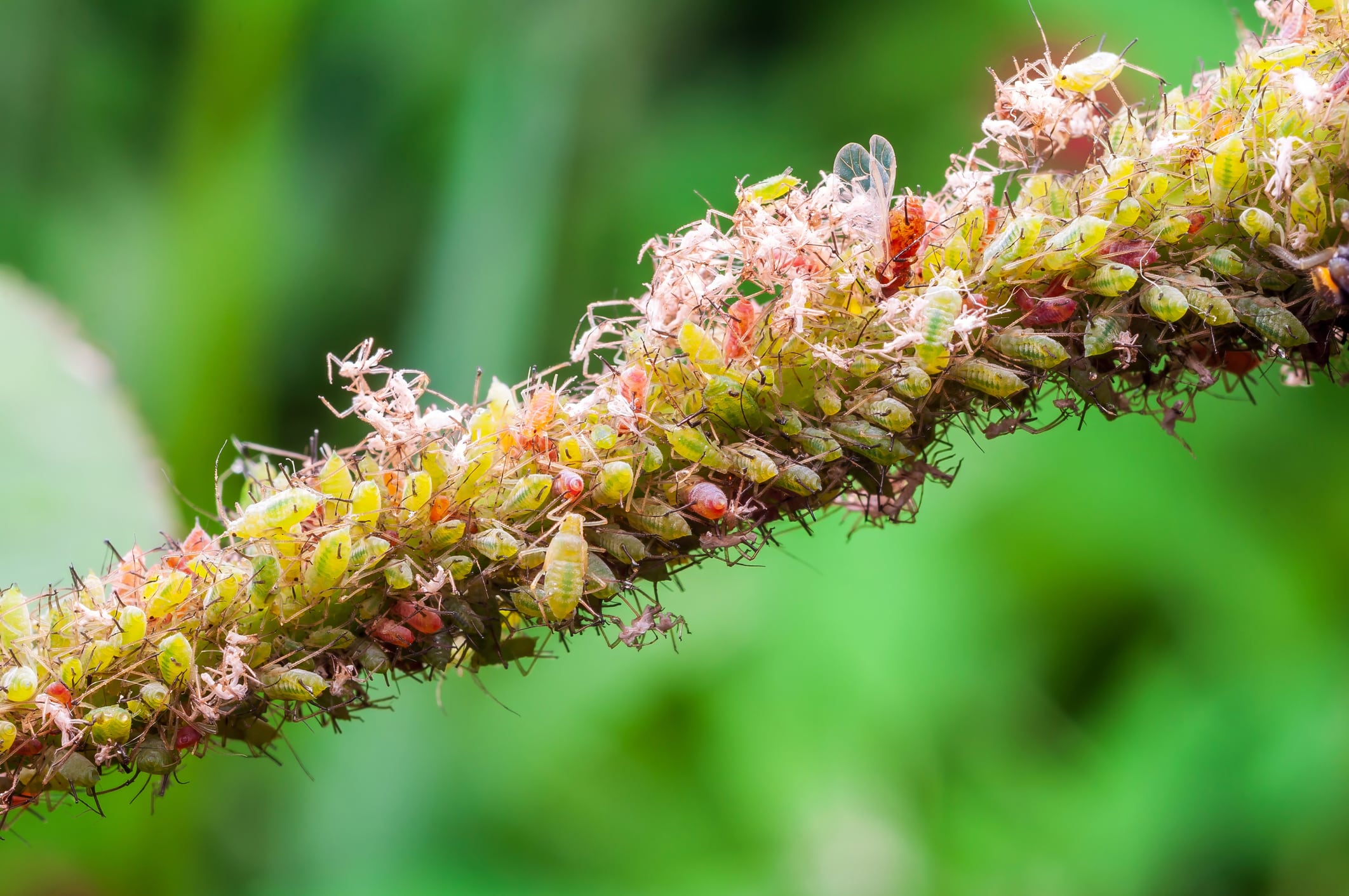 Aphids are among the most destructive crop pests, threatening yields of potatoes, sugar beet and oilseed rape.