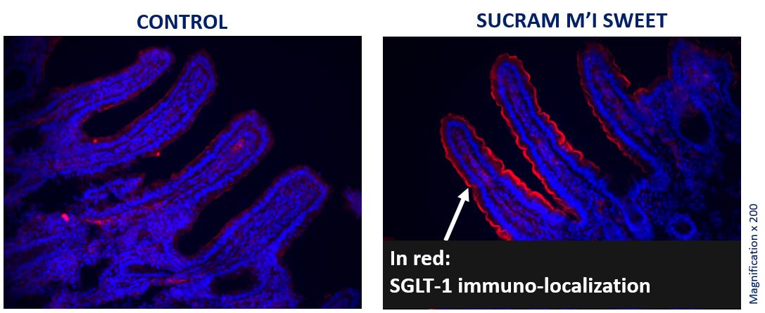 Images showing the SGLT1 transporter immunolocalization along the luminal brush border membrane of intestinal villi with 1) a basal diet without a sweetener, and 2) a basal diet with Sucram M’I Sweet. The greater red fluorescence seen with the diet including Sucram M’I Sweet indicates a greater expression of SGLT1 glucose transporters, confirming effective activation of intestinal sweet taste receptors.