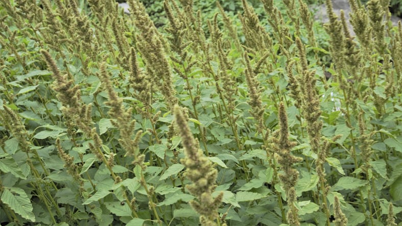 Start-up WeedOut raises US$8.1 million to fight weed resistance