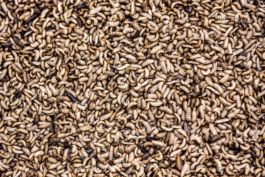 Innovafeed secures $250m in Series D funding to accelerate international expansion 