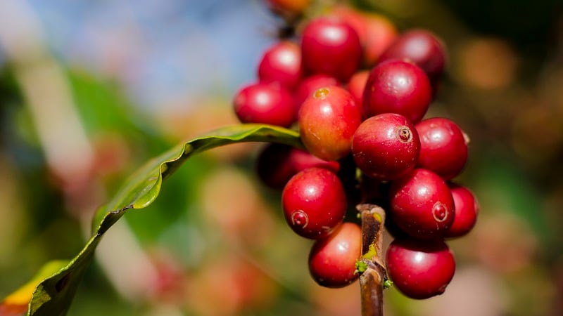 Mexico is the 10th largest coffee producer in the world, growing with the help of innovation and macroeconomic factors.