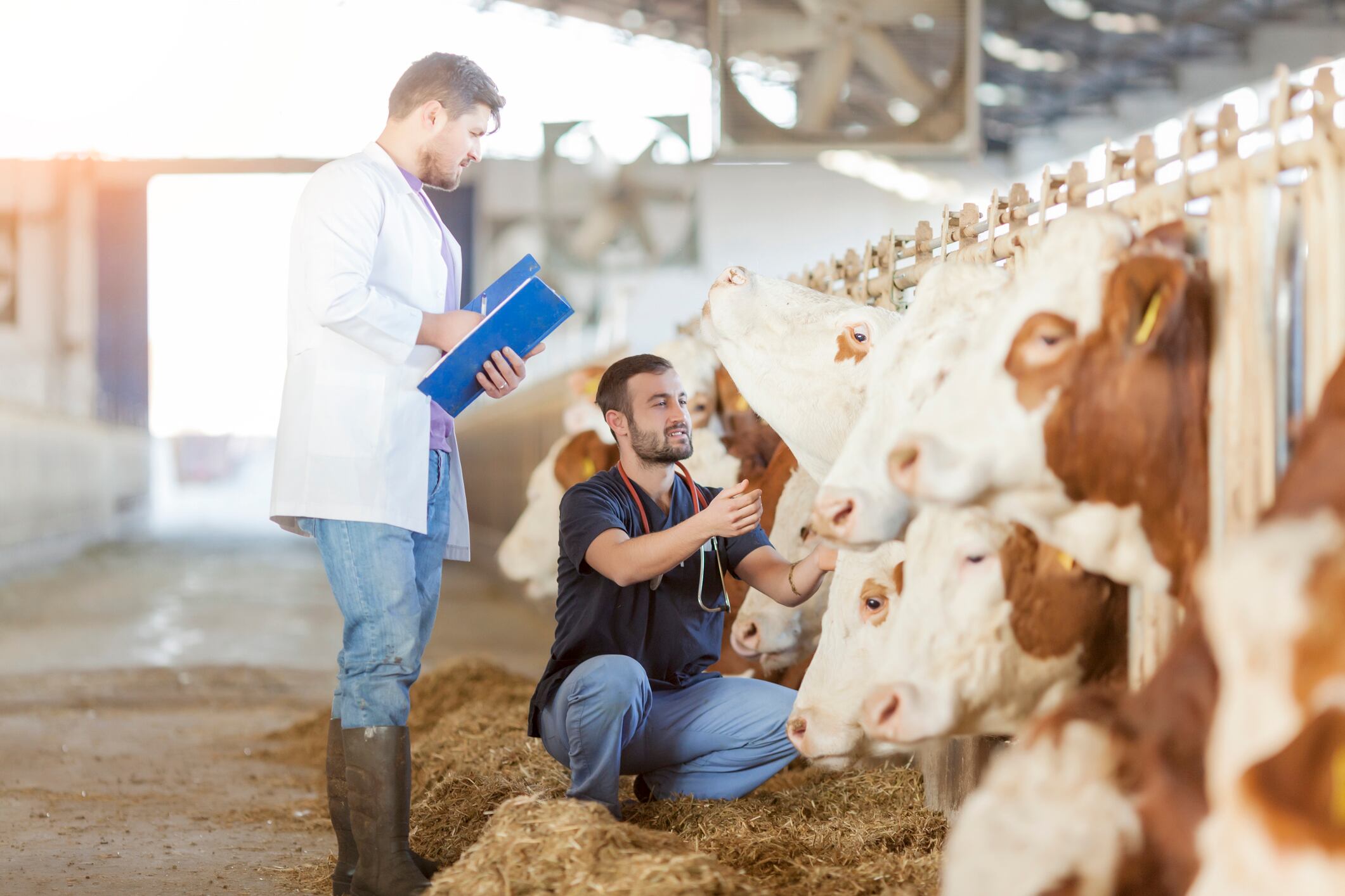 ‘Next-gen feed additive’: Review highlights ZnO NPs as promising alternative to antibiotics