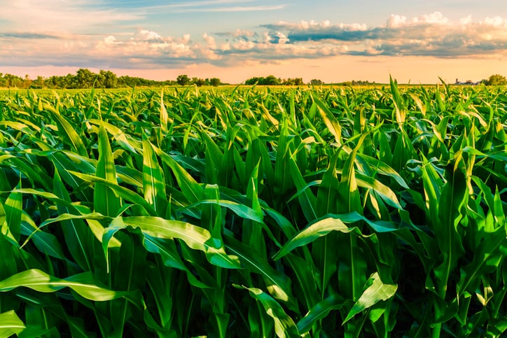 Predictive models to manage mycotoxin outbreaks in the US