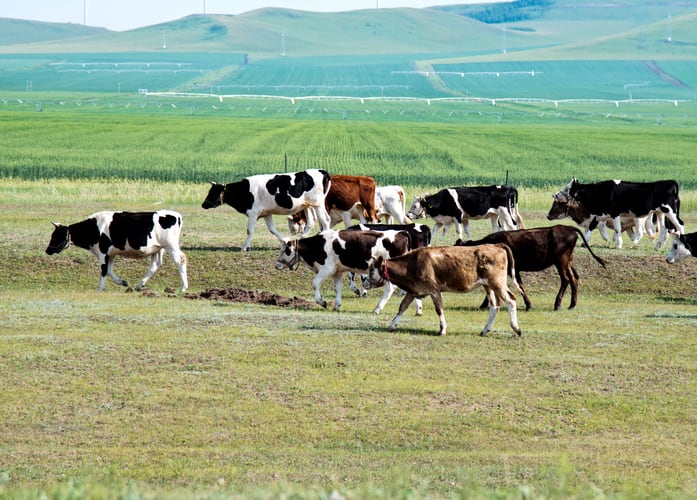 Methane reduction: China is the next target in dsm-firmenich's Bovaer expansion strategy