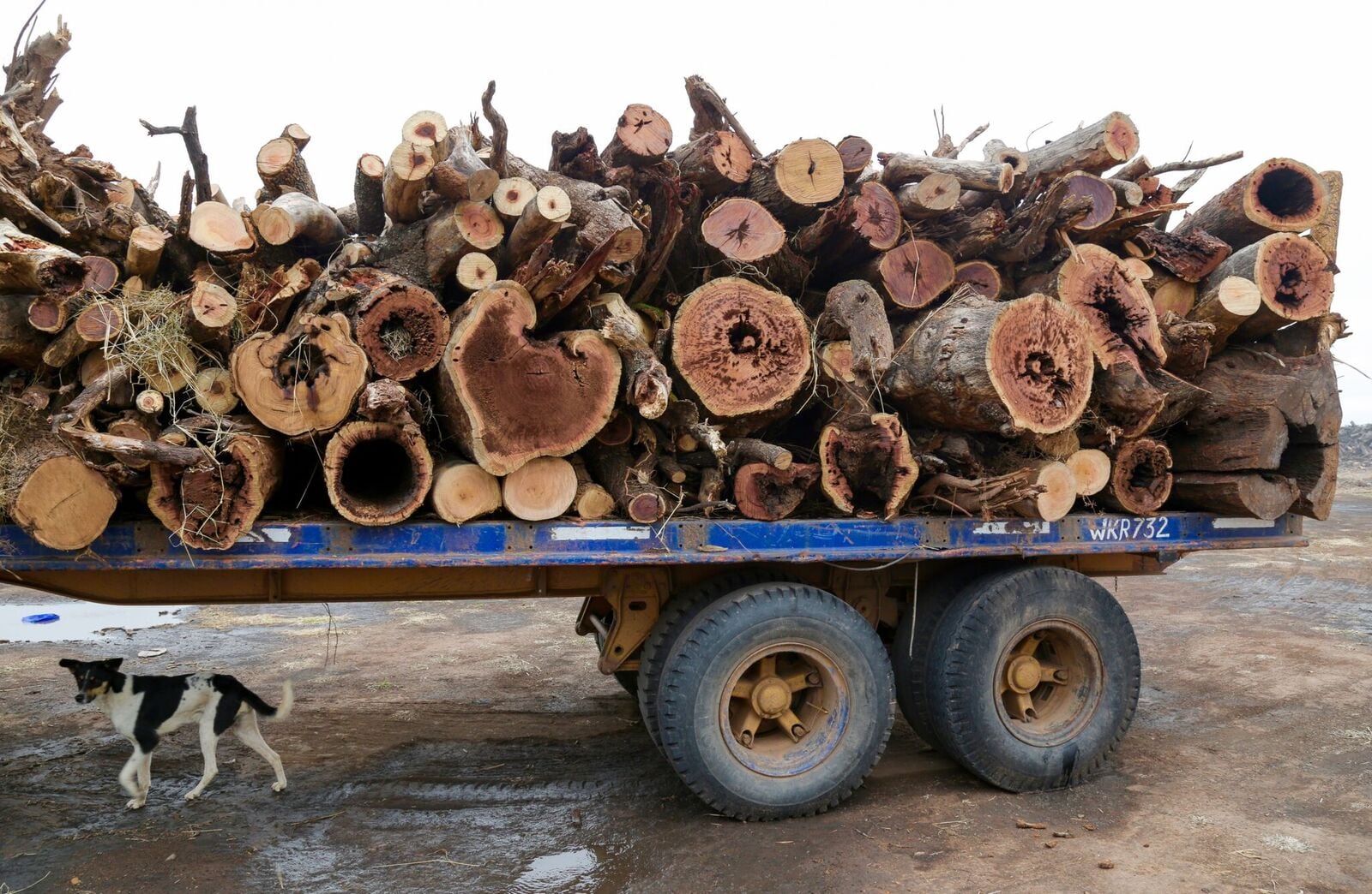 cut-trees-argentina.jpg