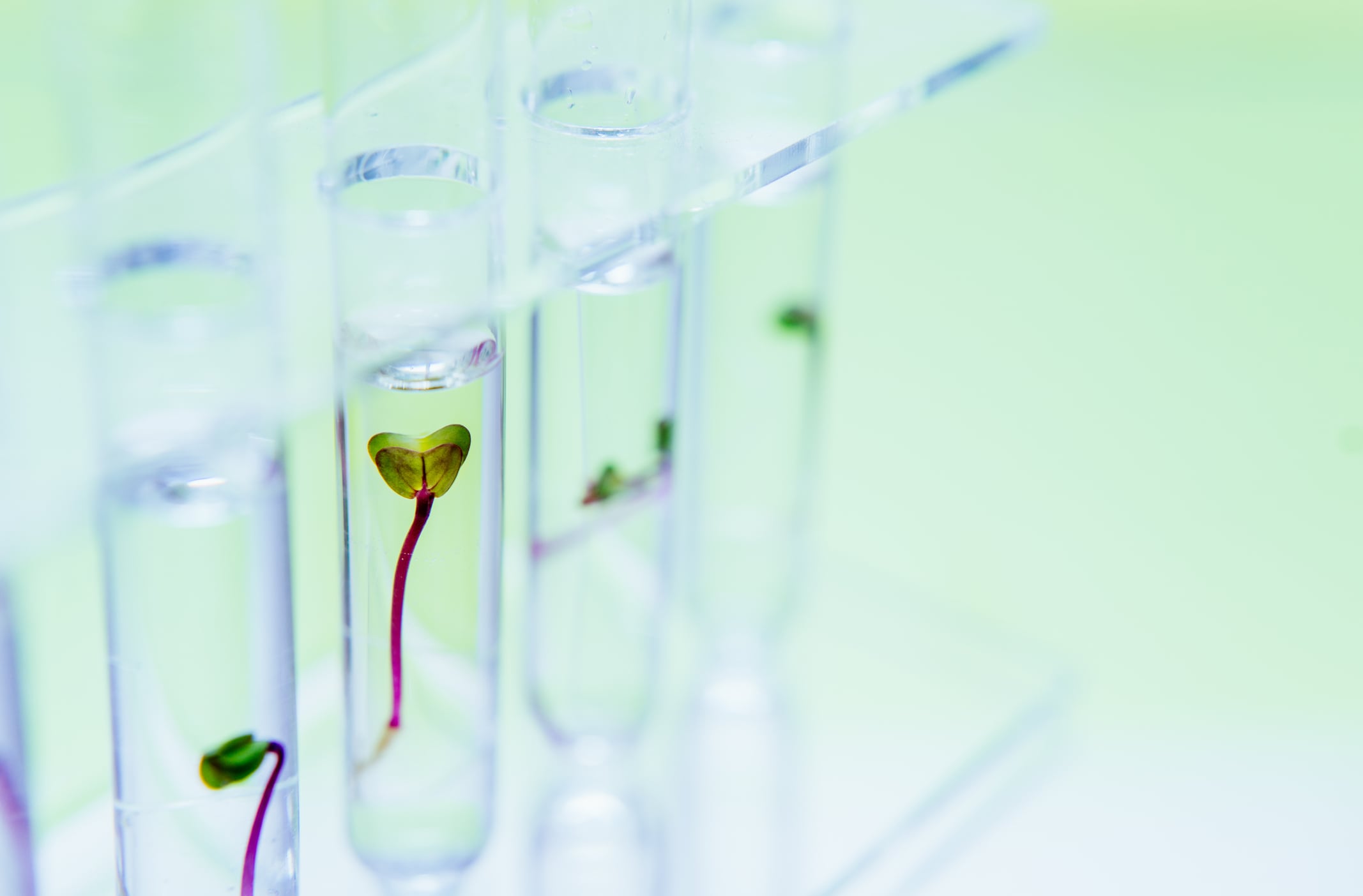 From cell culture media to structural scaffolding, a growing cohort of startups is reframing plant-based materials not as competing alternatives to cultivated meat, but as functional enablers that help the industry move from lab-scale experimentation to viable production.