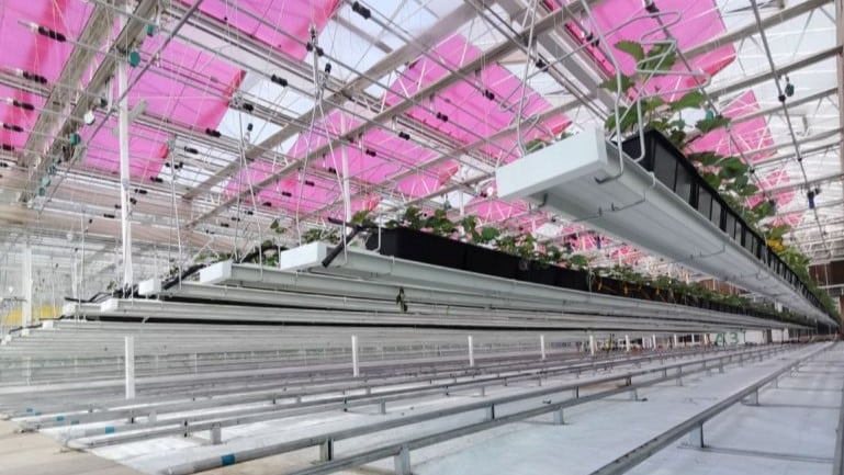 Green demand: MPW Technologies eyes global opportunities in burgeoning greenhouse sector