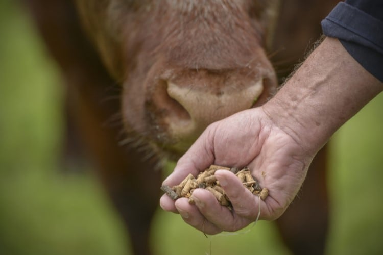 ICCF publishes feed ingredients identification and characterization guidance