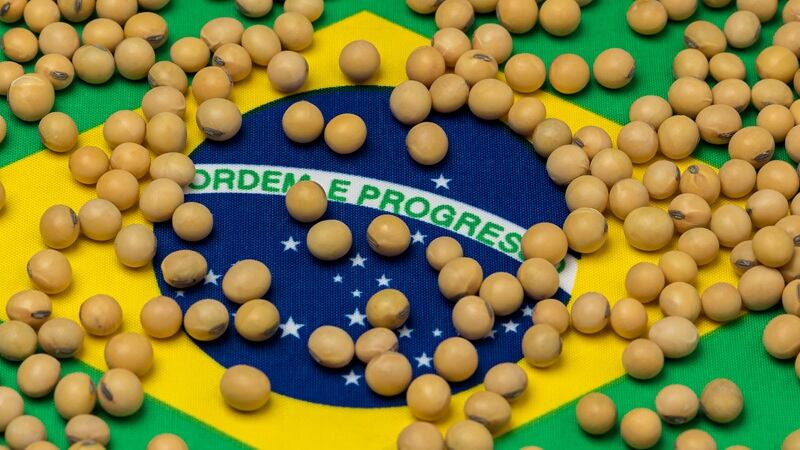 A Brazil flag with soybeans