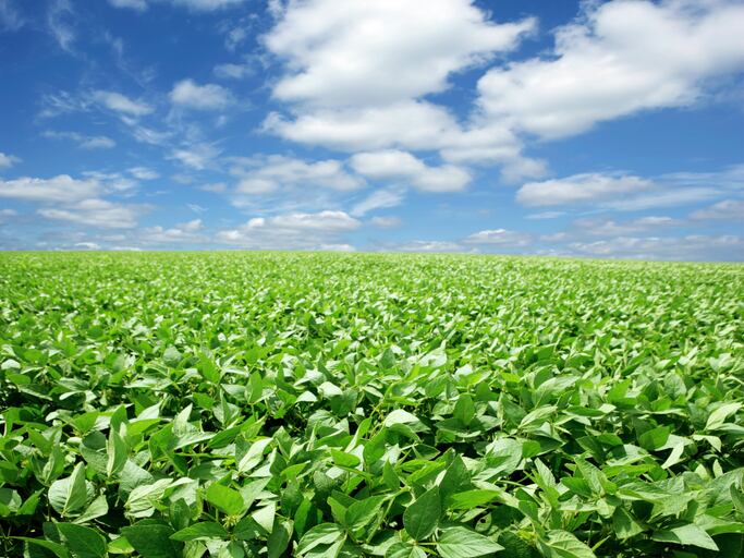 Poland delays ban on GMO feed until 2030, citing lack of alternatives