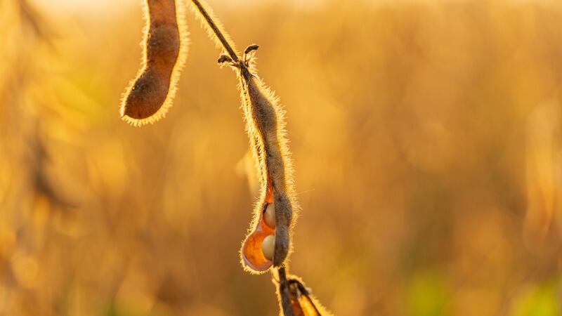 A soybean in a field