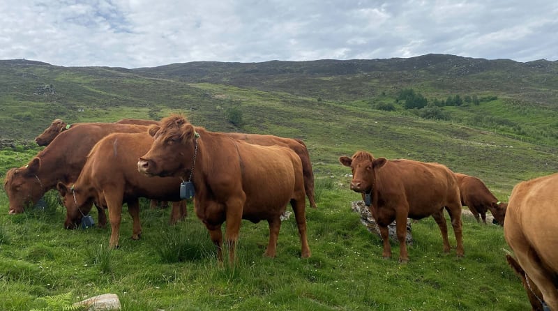 Virtual fencing tech has ‘benefits for the environment, biodiversity and farmer welfare’: Nofence