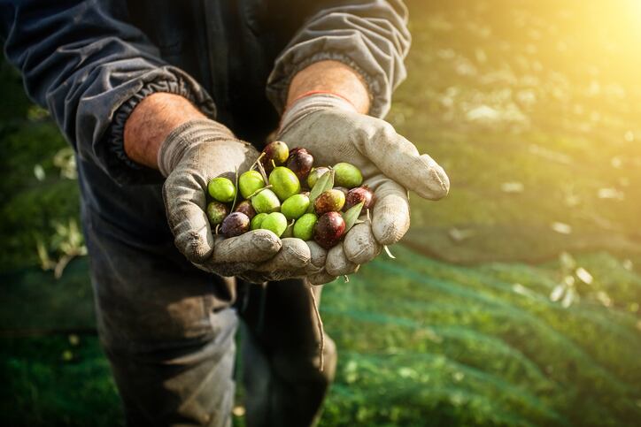 AI tool to boost transparency in olive oil industry