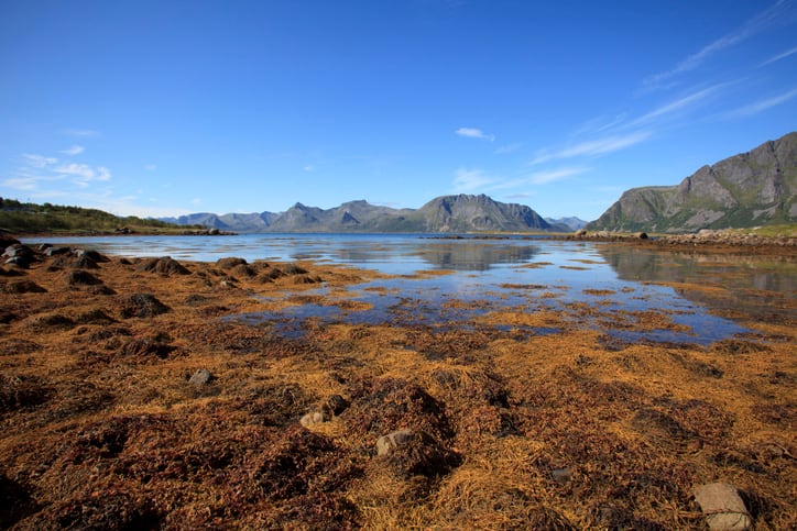 Seaweed-proves-poor-protein-source-for-pigs-and-poultry-in-study-undertaken-in-Norway.jpg