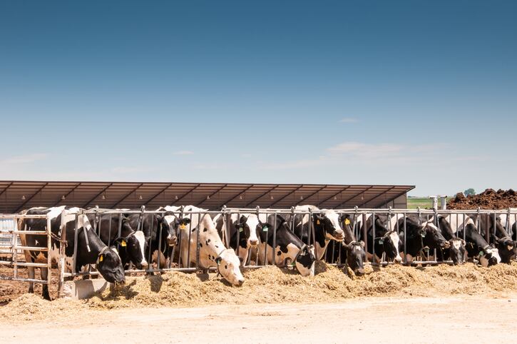 Supporting-the-dairy-cow-s-immune-system.jpg