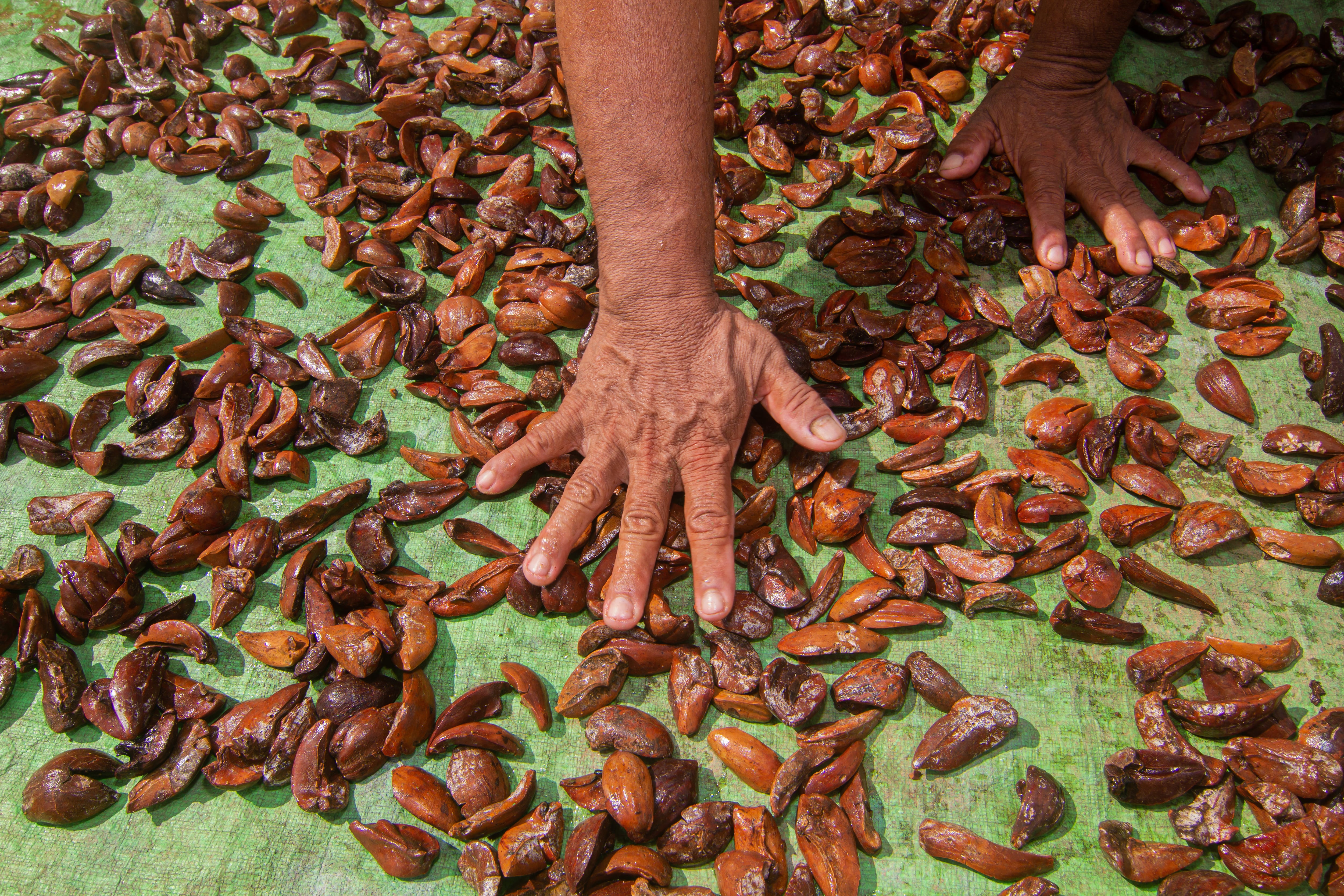 Forestwise Illipe Nuts