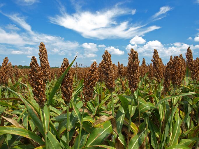 Sorghum: time for a revival?