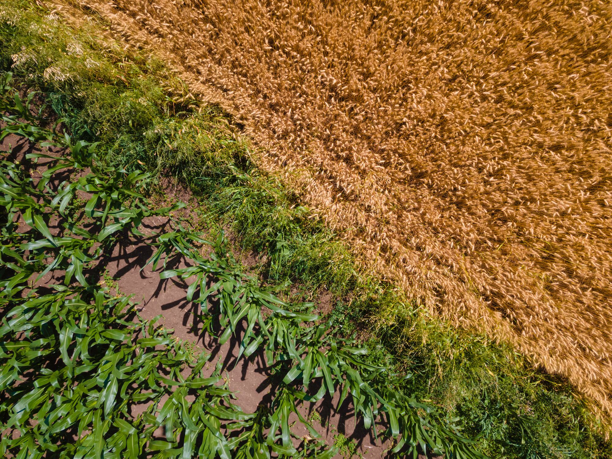 ‘It makes a ton of sense’: Bayer shifts focus to regenerative value chain partnerships across Europe