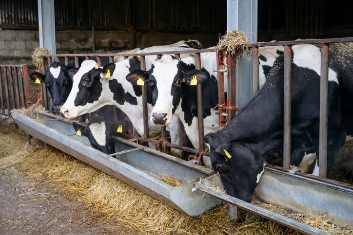 Daffodil extract could reduce methane emissions in dairy cows by 30%