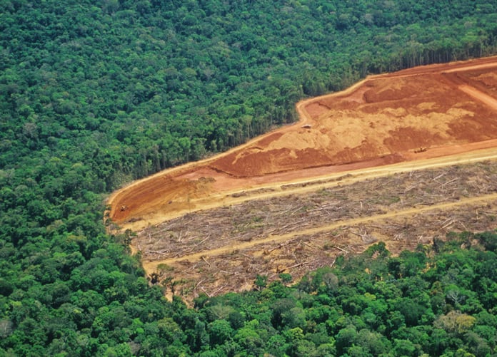 NGOs push Bunge for stronger measures on deforestation