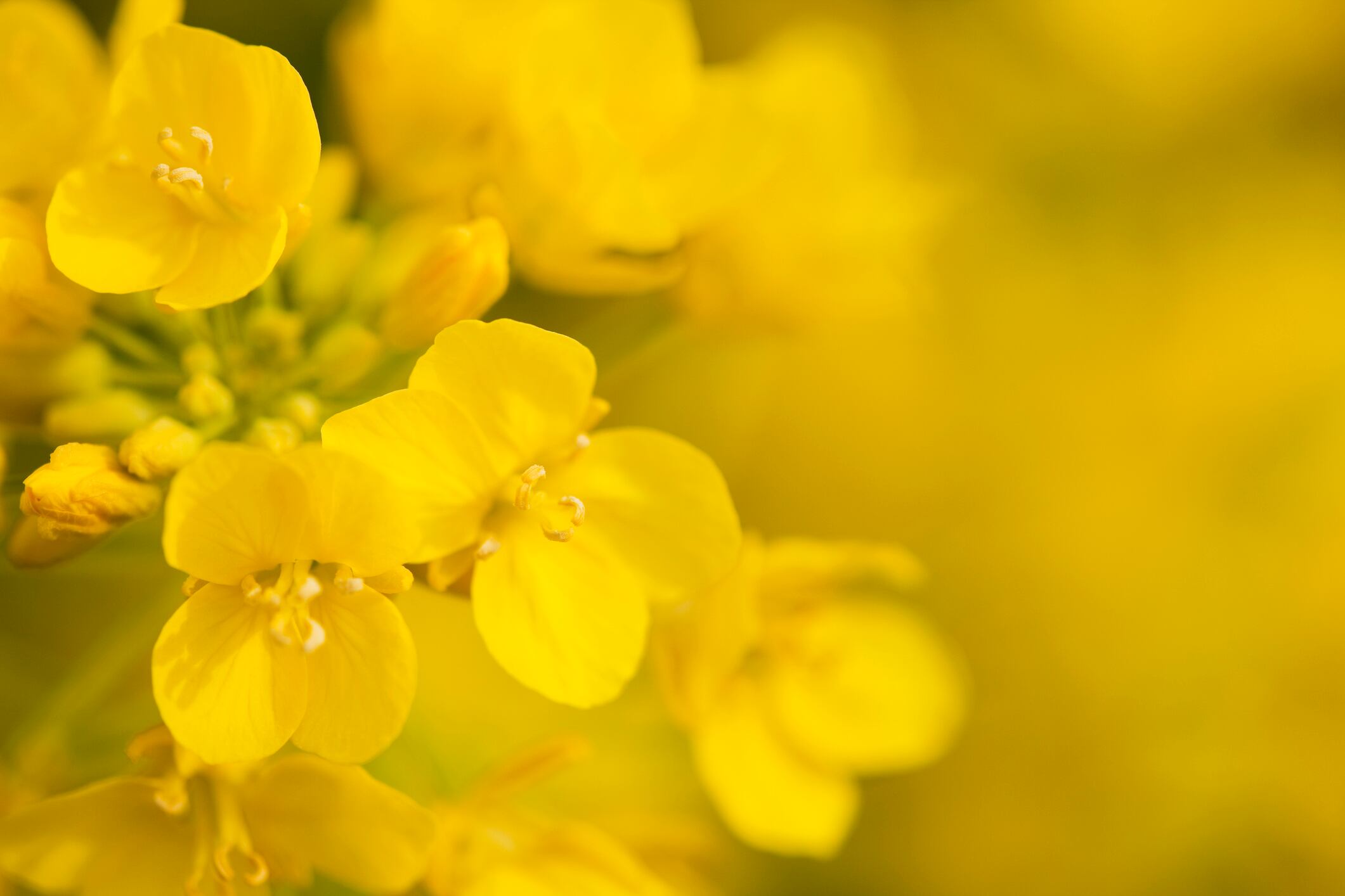 Slick approach: Fungus found in soil may be able to address challenges in oilseed rape cultivation