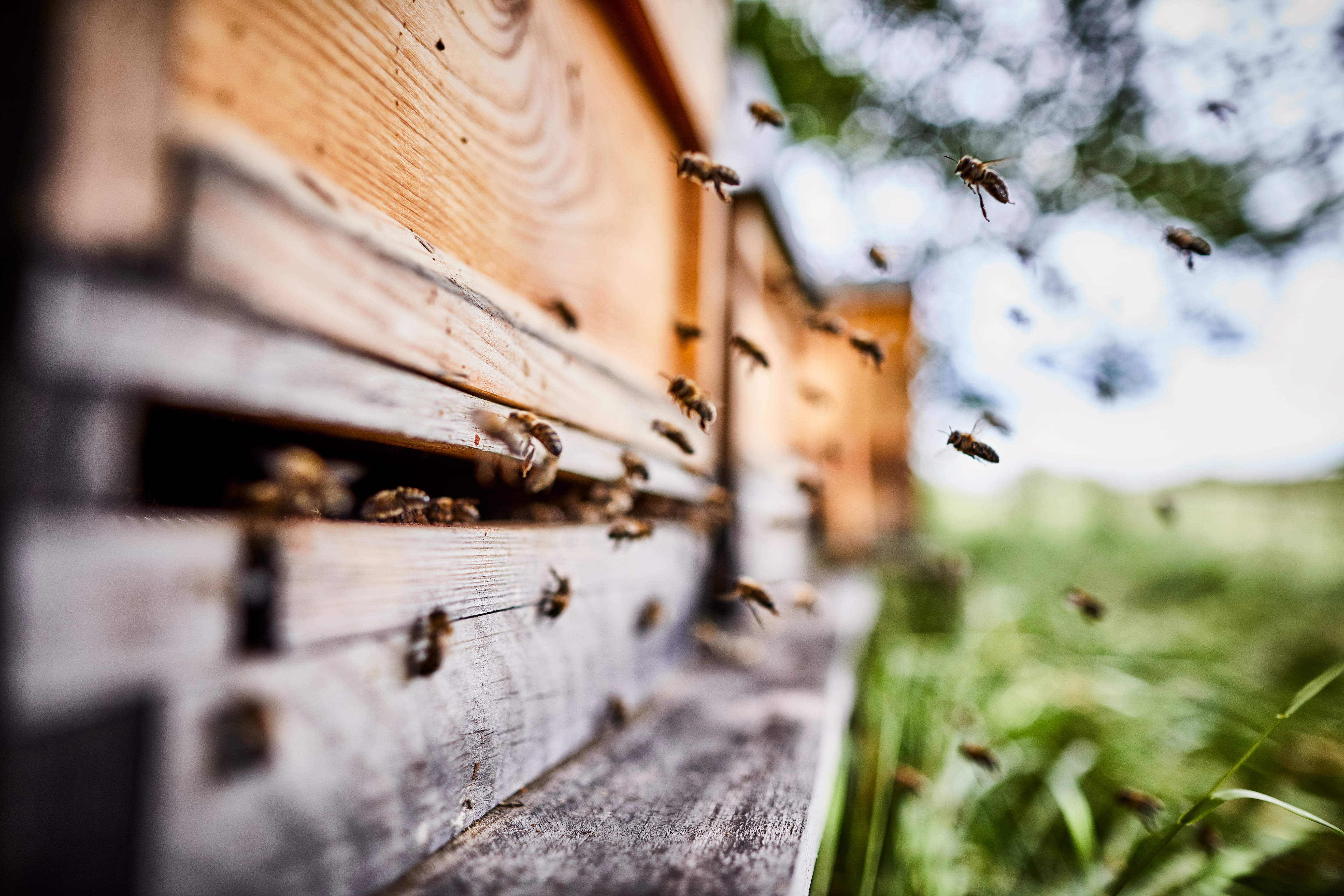 How Ofi is embracing pollination tech to futureproof almond production 