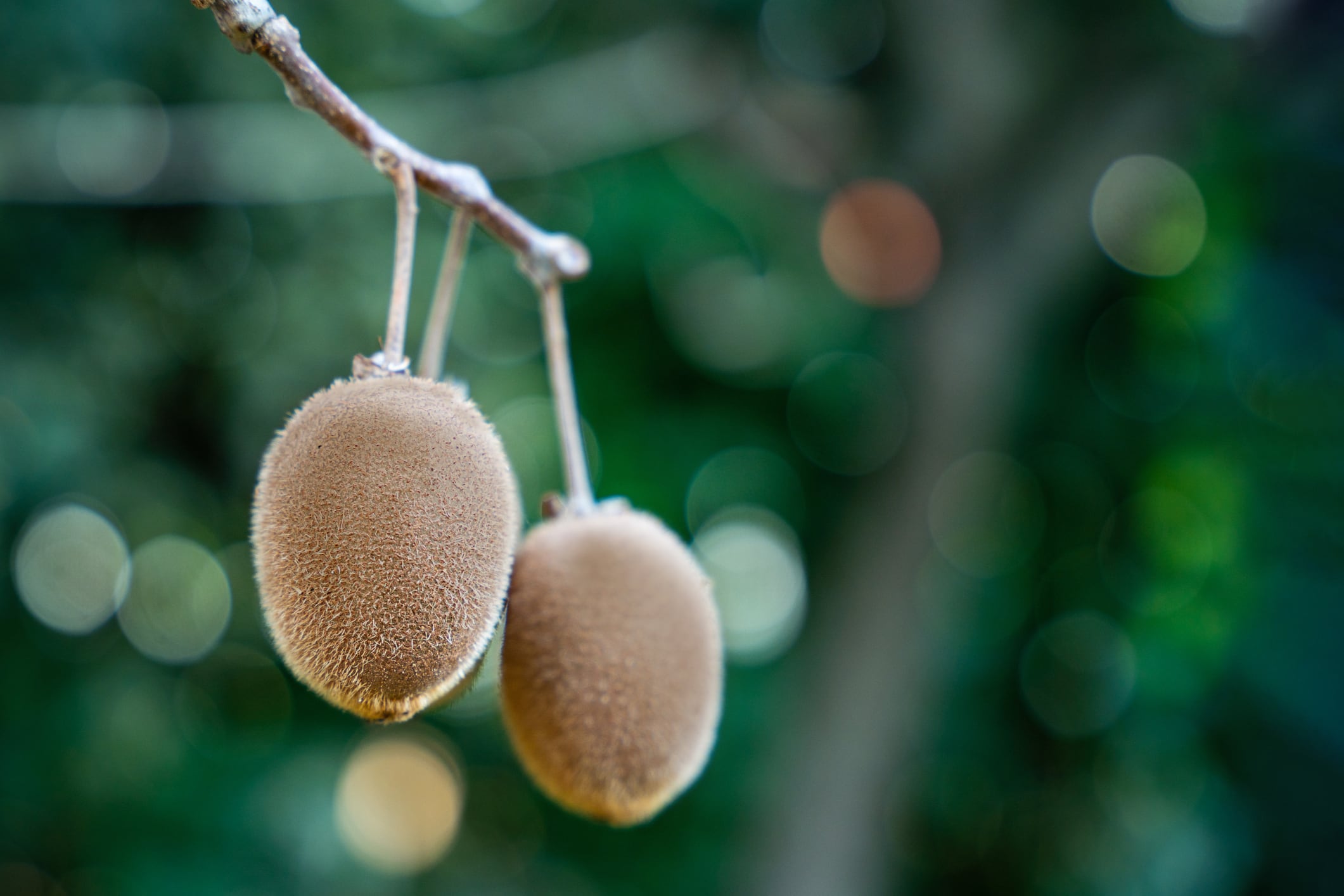 Kiwi sector scours new tech for fruitful growth