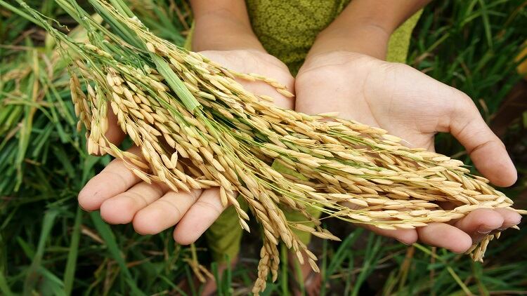 Securing-food-UAE-invests-in-India-s-agricultural-sector-to-buy-more-food-at-a-cheaper-price.jpg