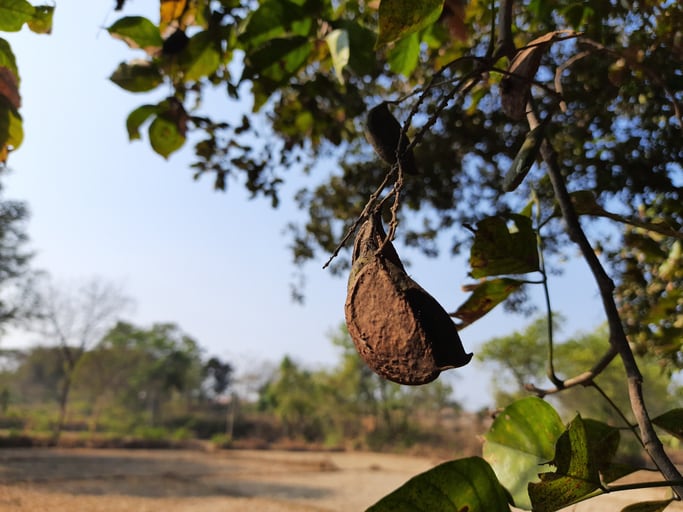Plans to turn pongamia oil into biofuel move up a gear 