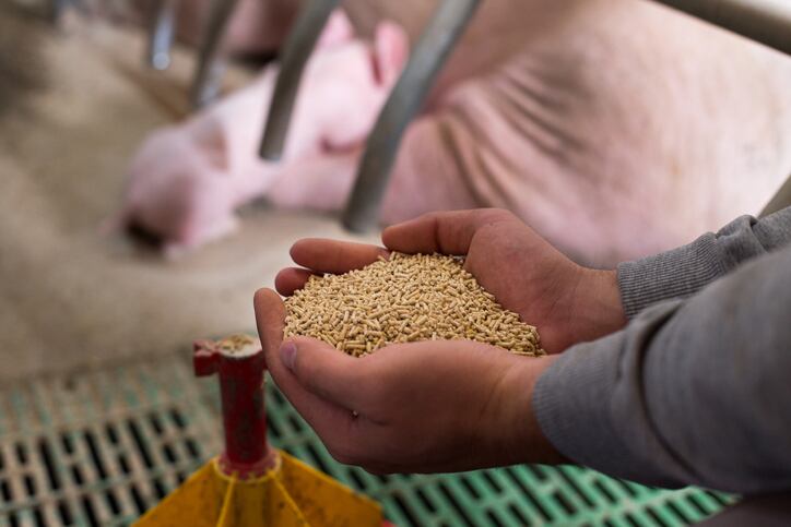 Digestion-kinetics-precision-nutrition-analyzing-pig-feed.jpg