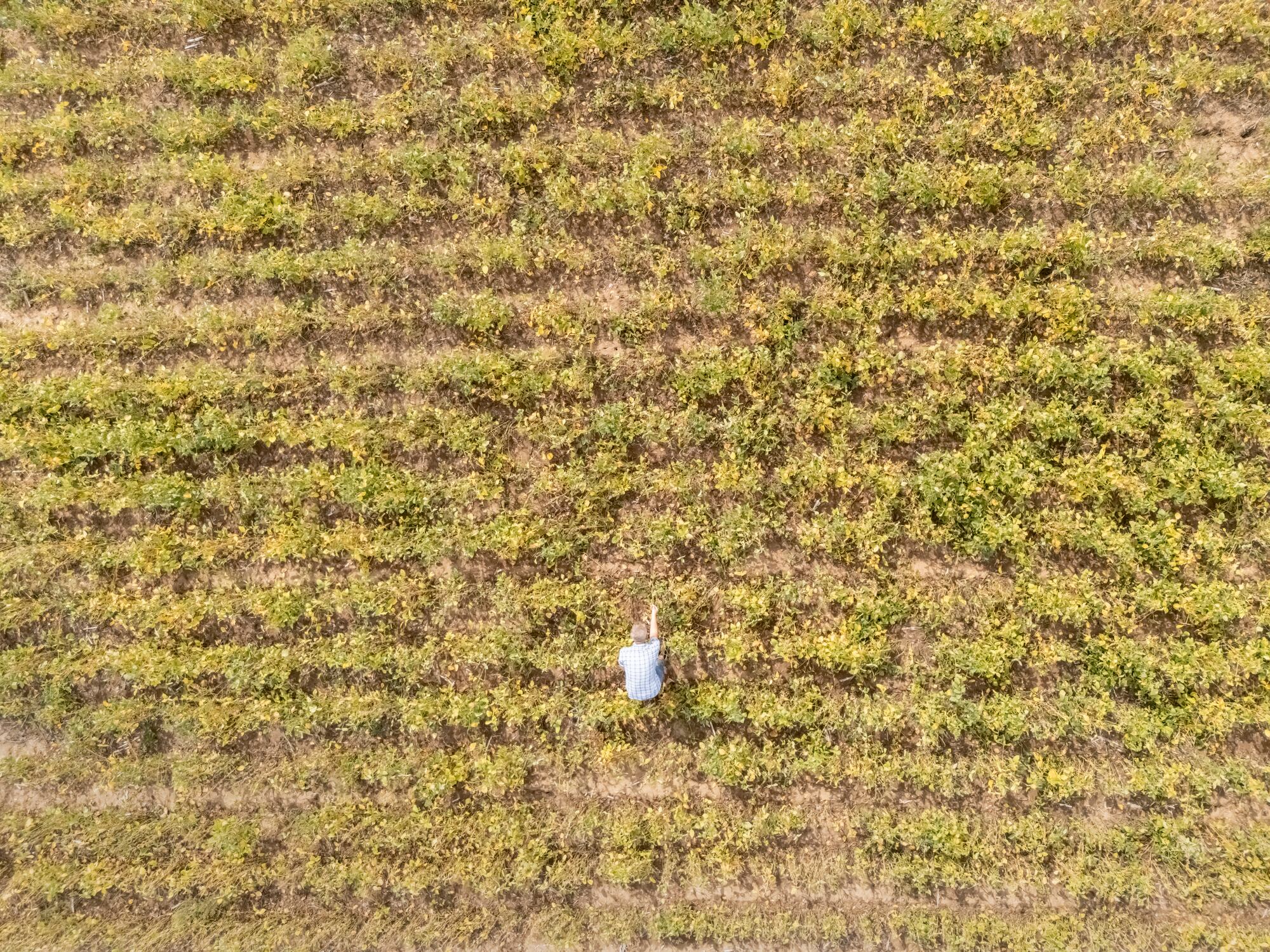 Stink bug attacks contribute to the estimated 21% of global soybean production lost annually to pests and pathogens.