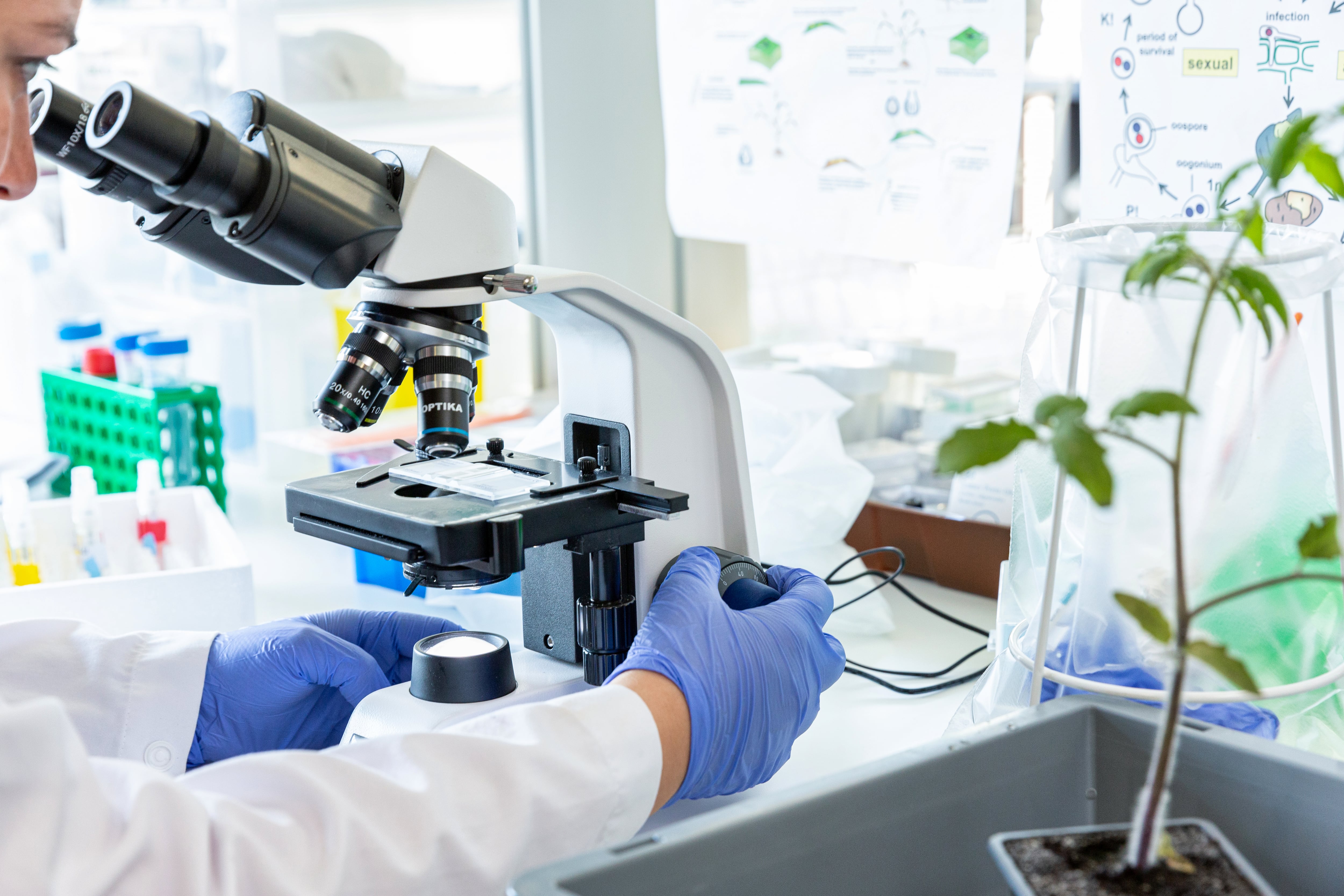 A scientist examines samples under a microscope in a Micropep Technologies’ research lab.
