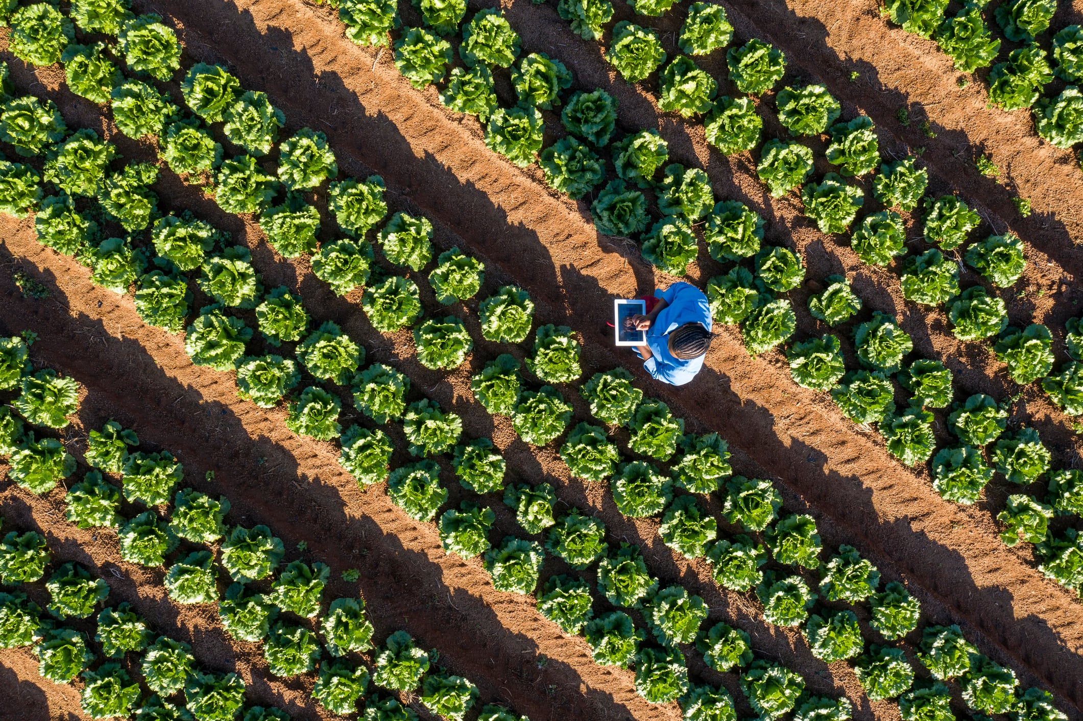 African agriculture is emerging as a growth opportunity as capital, technology and climate resilience converge.