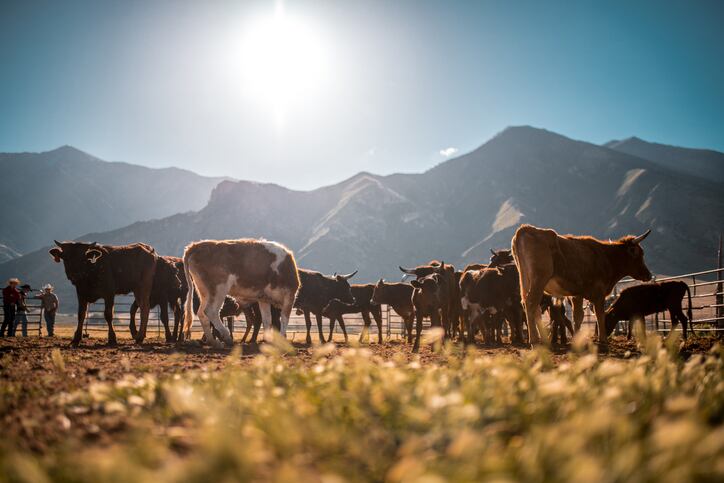 ‘Nothing like this currently exists on the market’: The US biotech getting to the guts of methane emissions