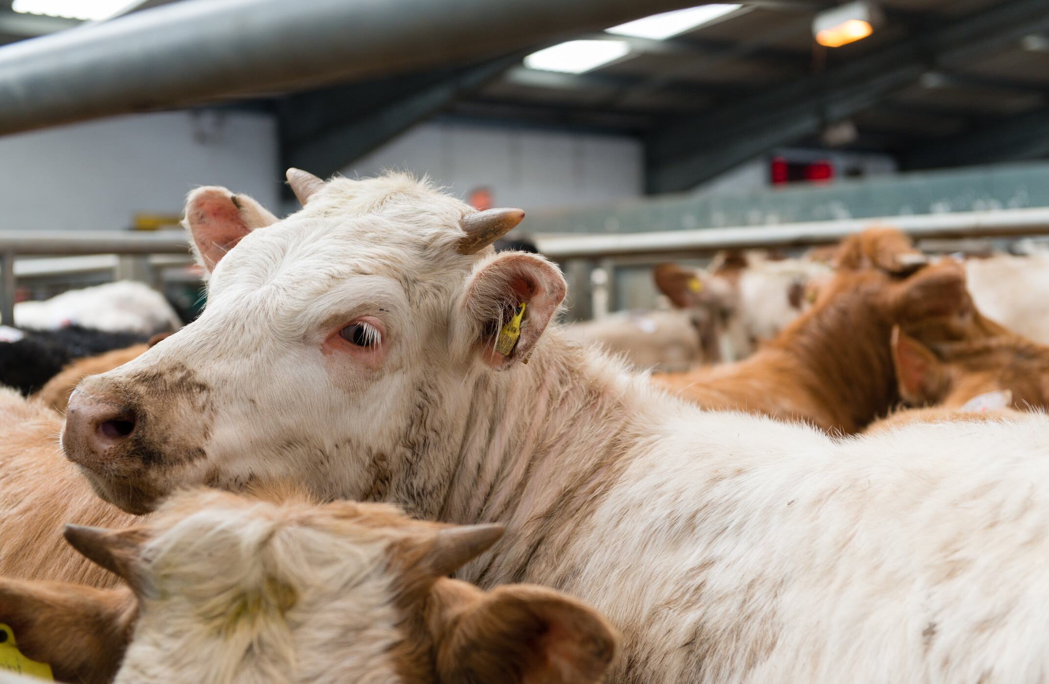 Sweaty cows offer solution to food security woes